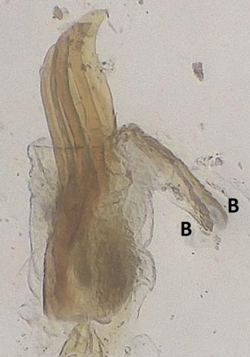 Réf. 338 426 : Heterothops sp.
